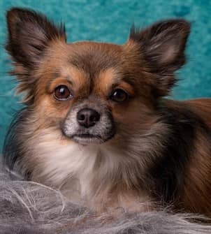 Long haired adult Chihuahua